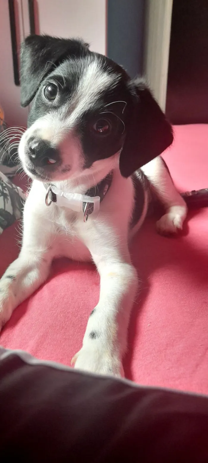 Cachorro raça SRD-ViraLata idade 2 a 6 meses nome tel