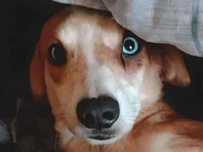 Cachorro raça SRD-ViraLata idade 3 anos nome Thor