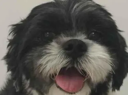 Cachorro raça Shitzu idade 4 anos nome Piter
