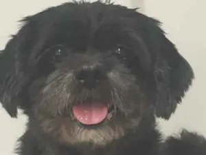 Cachorro raça Shitzu idade 4 anos nome Bono Vox