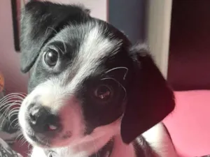 Cachorro raça SRD-ViraLata idade 2 a 6 meses nome tel