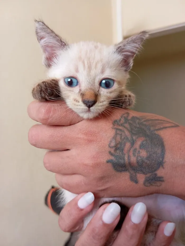 Gato raça SRD-ViraLata idade 2 a 6 meses nome sem nome