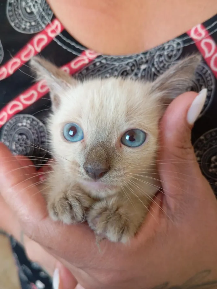 Gato raça SRD-ViraLata idade 2 a 6 meses nome sem nome