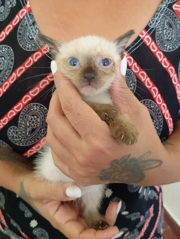 Gato raça SRD-ViraLata idade 2 a 6 meses nome sem nome