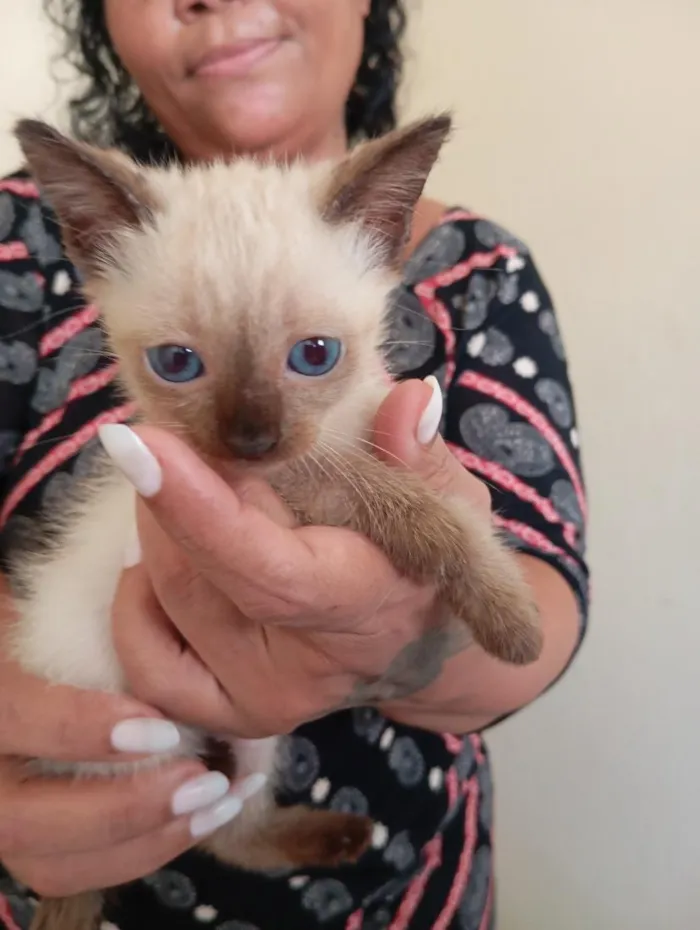 Gato raça SRD-ViraLata idade 2 a 6 meses nome sem nome