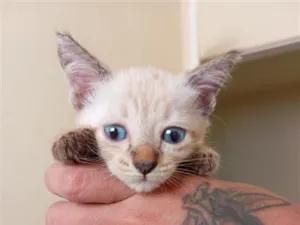 Gato raça SRD-ViraLata idade 2 a 6 meses nome sem nome