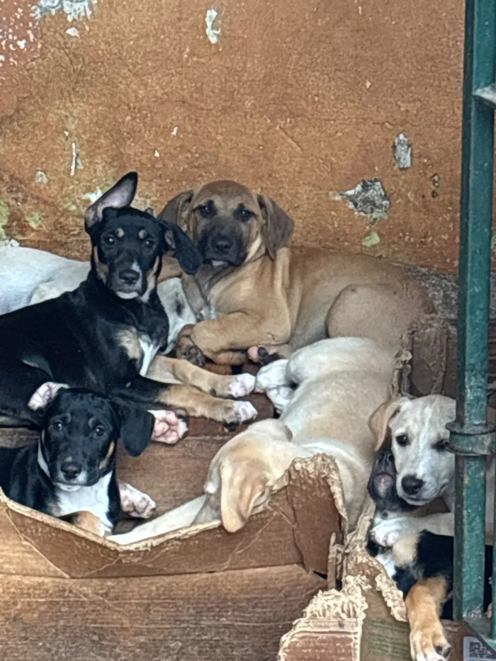 Cachorro raça SRD-ViraLata idade 2 a 6 meses nome Sem nome 
