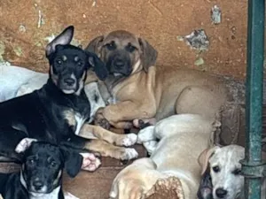 Cachorro raça SRD-ViraLata idade 2 a 6 meses nome Sem nome 
