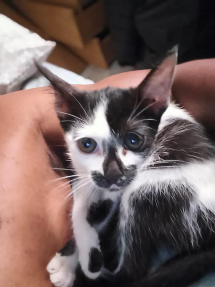 Gato raça SRD-ViraLata idade 2 a 6 meses nome Nami