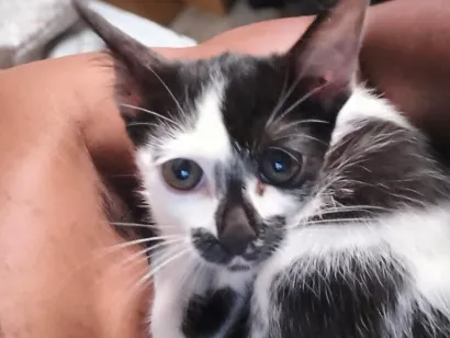 Gato raça SRD-ViraLata idade 2 a 6 meses nome Nami