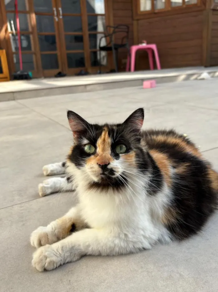 Gato raça SRD-ViraLata idade 6 ou mais anos nome Banguela