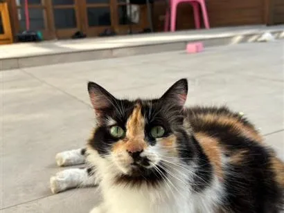 Gato raça SRD-ViraLata idade 6 ou mais anos nome Banguela