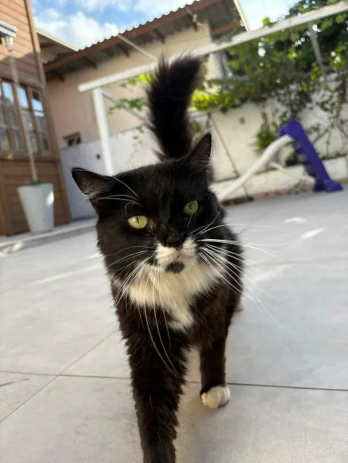 Gato raça SRD-ViraLata idade 6 ou mais anos nome Floco