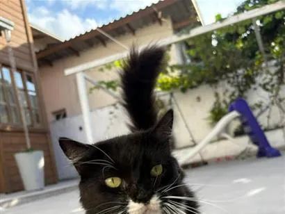 Gato raça SRD-ViraLata idade 6 ou mais anos nome Floco