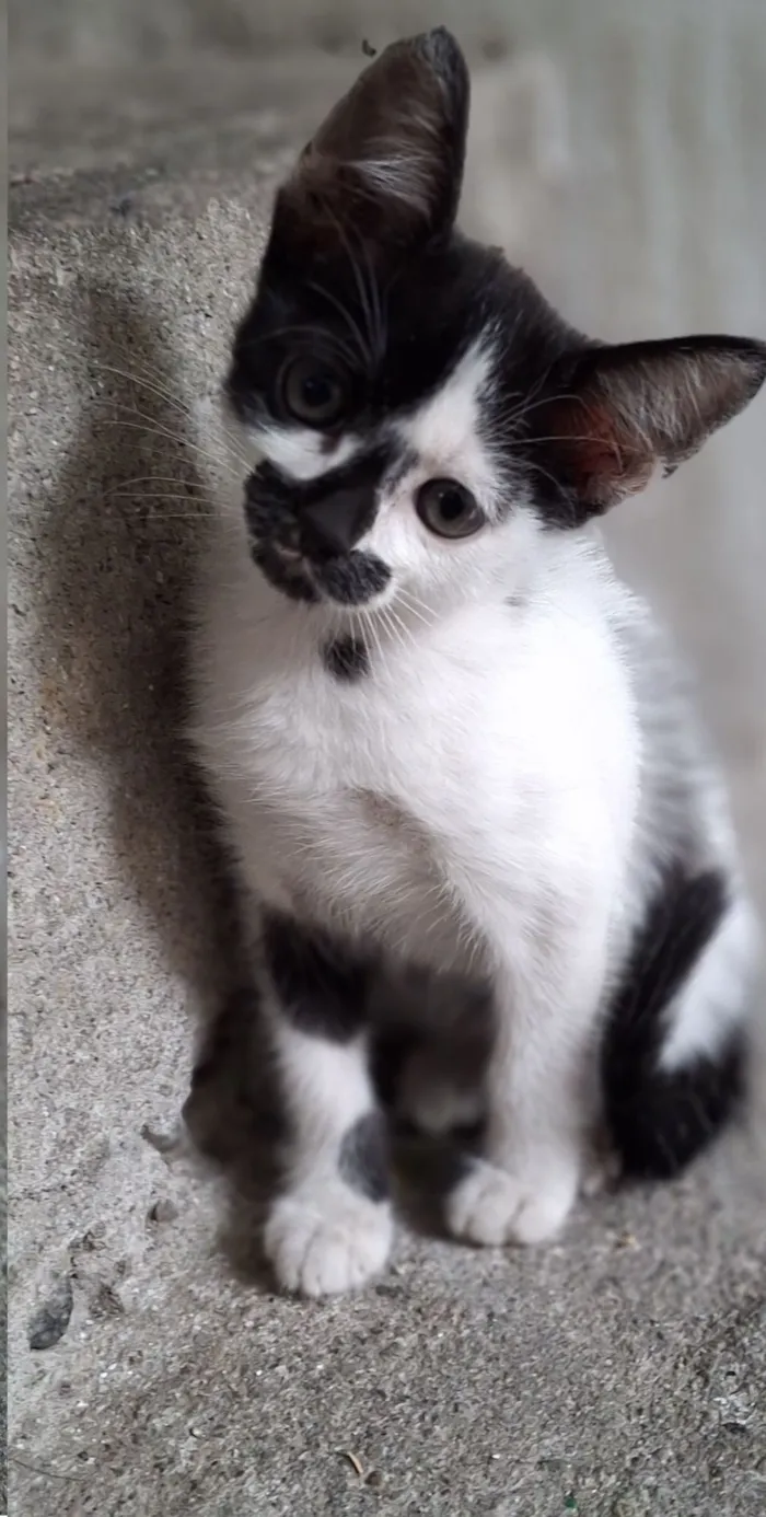 Gato raça SRD-ViraLata idade 2 a 6 meses nome Nami