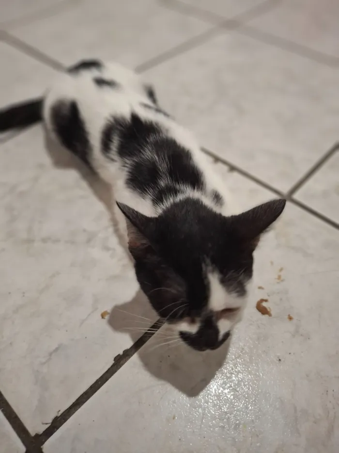 Gato raça SRD-ViraLata idade 2 a 6 meses nome Nami