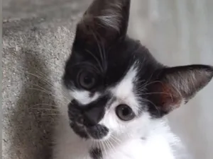 Gato raça SRD-ViraLata idade 2 a 6 meses nome Nami