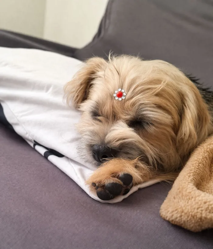 Cachorro raça SRD-ViraLata idade 1 ano nome Marikota