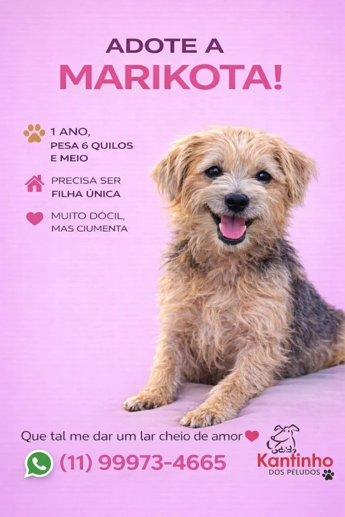 Cachorro raça SRD-ViraLata idade 1 ano nome Marikota