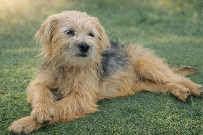 Cachorro raça SRD-ViraLata idade 1 ano nome Marikota