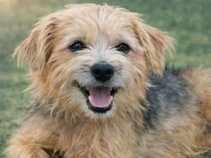 Cachorro raça SRD-ViraLata idade 1 ano nome Marikota