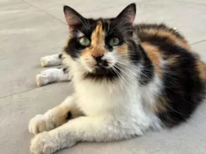 Gato raça SRD-ViraLata idade 6 ou mais anos nome Banguela