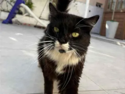 Gato raça SRD-ViraLata idade 6 ou mais anos nome Floco