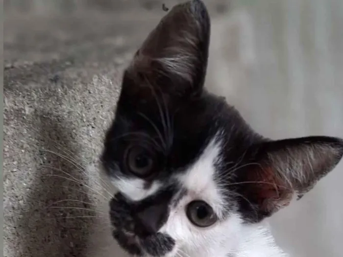 Gato raça SRD-ViraLata idade 2 a 6 meses nome Nami