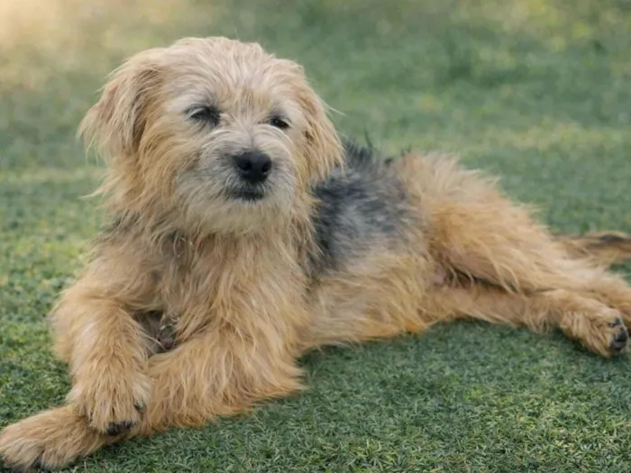 Cachorro raça SRD-ViraLata idade 1 ano nome Marikota
