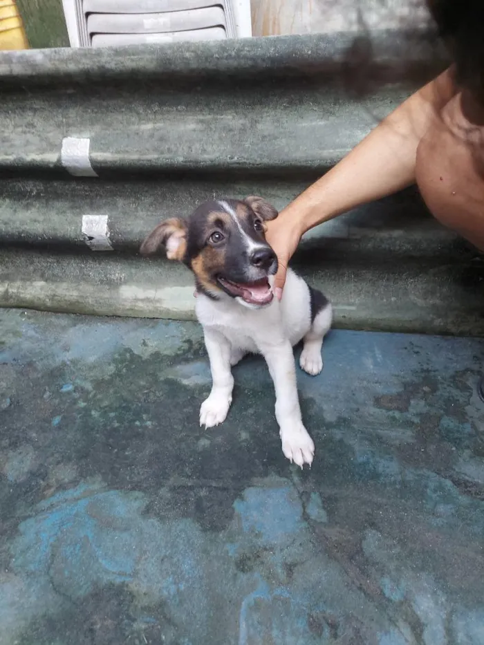 Cachorro raça Pastor Belga idade 2 a 6 meses nome Leo