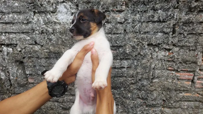 Cachorro raça Pastor Belga idade 2 a 6 meses nome Leo