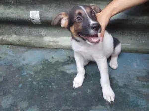 Cachorro raça Pastor Belga idade 2 a 6 meses nome Leo