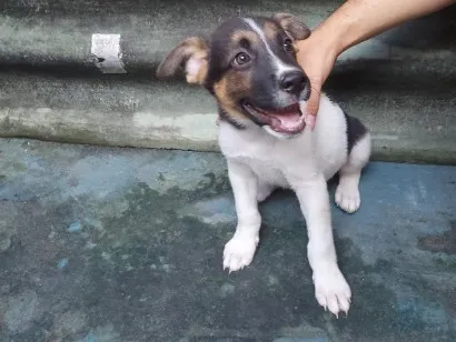 Cachorro raça SRD-ViraLata idade 2 a 6 meses nome Leo