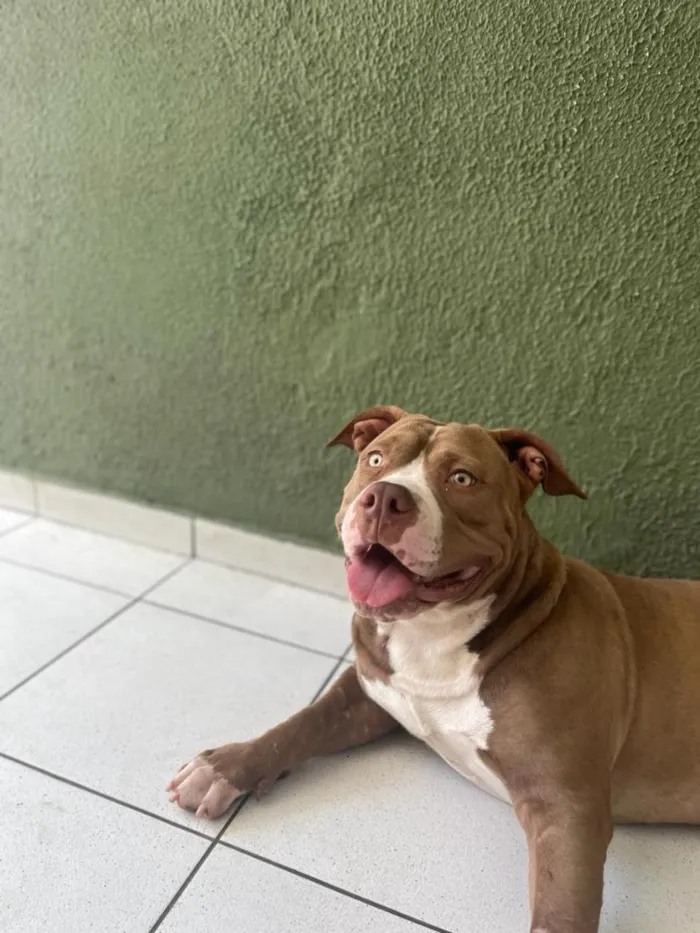 Cachorro raça Pit-Bull idade 3 anos nome Ragner