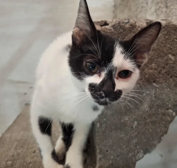 Gato raça SRD-ViraLata idade 2 a 6 meses nome Nami