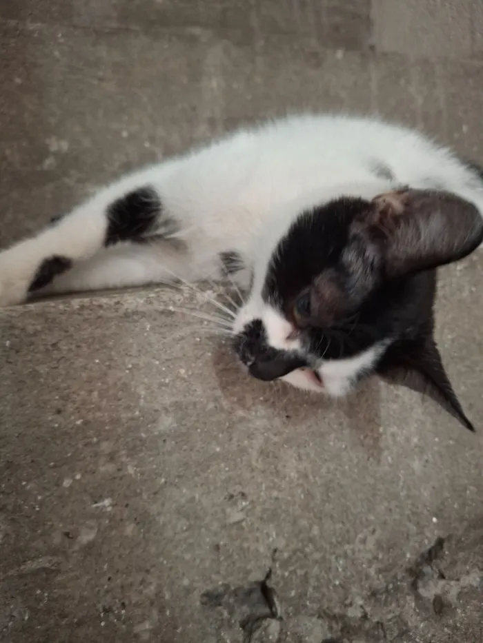 Gato raça SRD-ViraLata idade 2 a 6 meses nome Nami