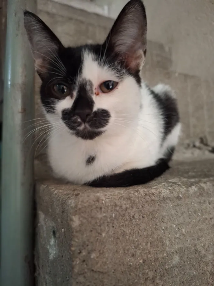 Gato raça SRD-ViraLata idade 2 a 6 meses nome Nami