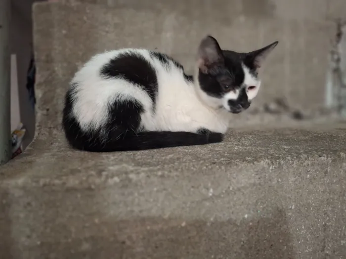 Gato raça SRD-ViraLata idade 2 a 6 meses nome Nami