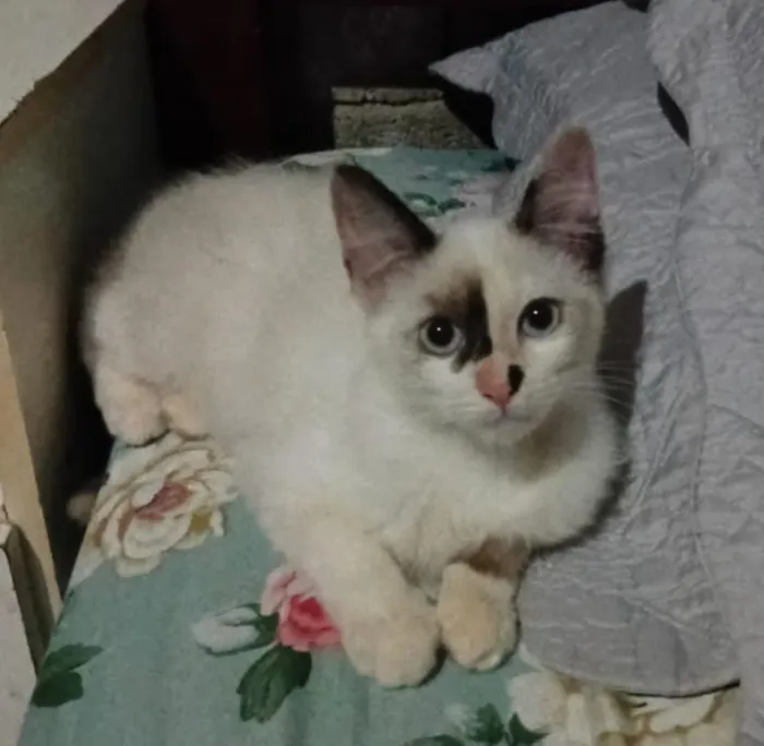 Gato raça SRD-ViraLata idade 2 a 6 meses nome MIMI