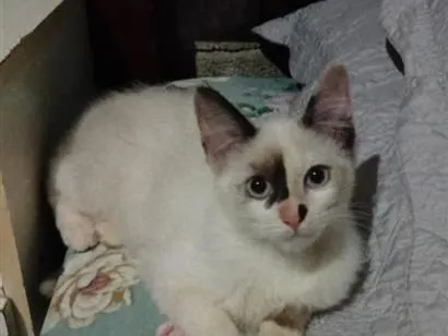 Gato raça SRD-ViraLata idade 2 a 6 meses nome MIMI