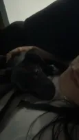 Bela