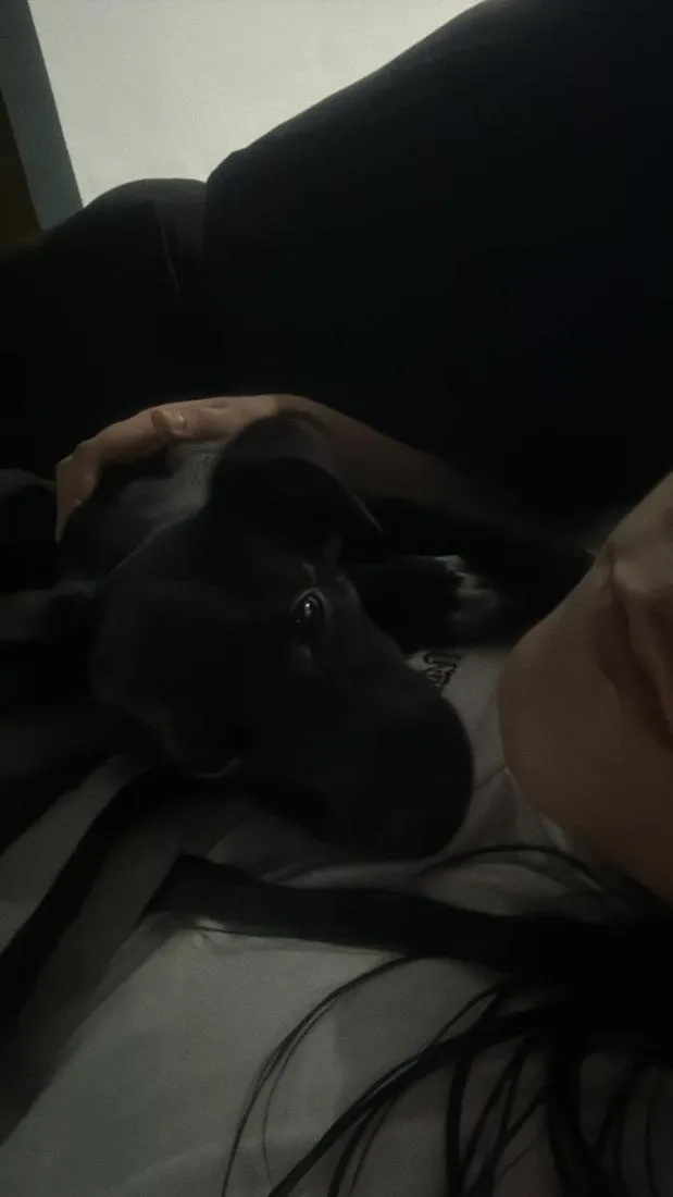 Cachorro raça SRD-ViraLata idade 2 a 6 meses nome Bela