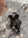 Bela