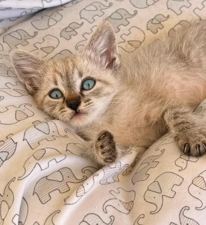 Gato raça SRD-ViraLata idade Abaixo de 2 meses nome ROSINHA