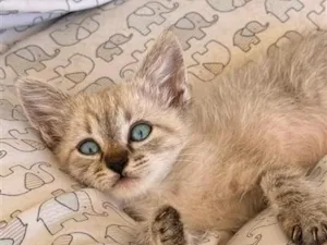 Gato raça SRD-ViraLata idade Abaixo de 2 meses nome ROSINHA