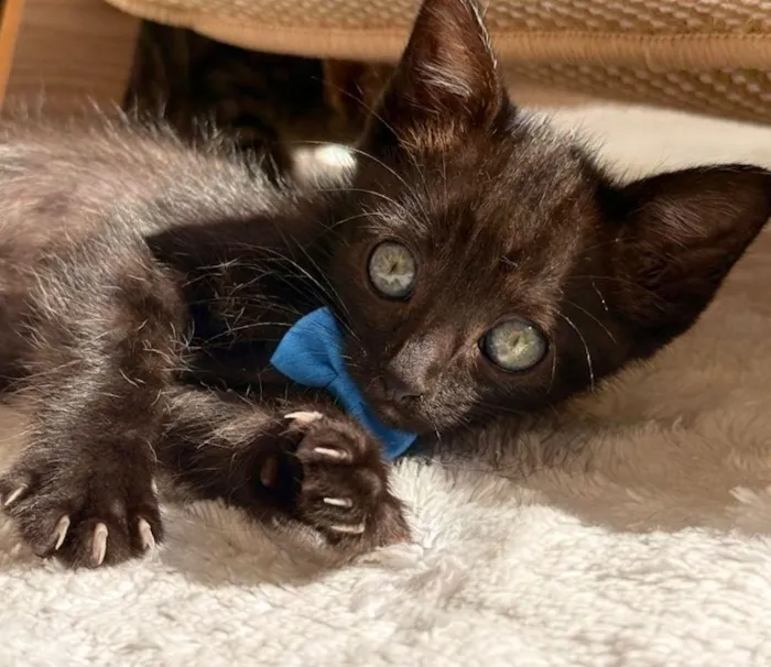 Gato raça SRD-ViraLata idade Abaixo de 2 meses nome LULUZINHO