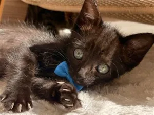 Gato raça SRD-ViraLata idade Abaixo de 2 meses nome LULUZINHO