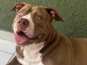 Cachorro raça Pit-Bull idade 3 anos nome Ragner