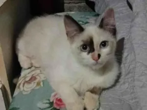 Gato raça SRD-ViraLata idade 2 a 6 meses nome MIMI