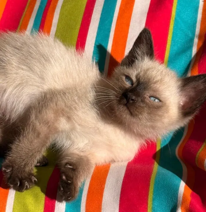 Gato raça SRD-ViraLata idade 2 a 6 meses nome BLUE